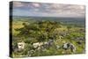 Hawthorn Trees on Dartmoor Moorland in Summer Time, Devon, England. July-Adam Burton-Stretched Canvas