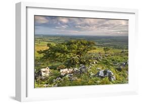 Hawthorn Trees on Dartmoor Moorland in Summer Time, Devon, England. July-Adam Burton-Framed Photographic Print