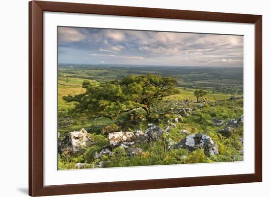 Hawthorn Trees on Dartmoor Moorland in Summer Time, Devon, England. July-Adam Burton-Framed Photographic Print