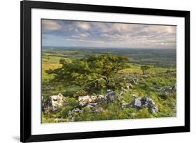 Hawthorn Trees on Dartmoor Moorland in Summer Time, Devon, England. July-Adam Burton-Framed Photographic Print
