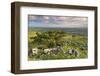 Hawthorn Trees on Dartmoor Moorland in Summer Time, Devon, England. July-Adam Burton-Framed Photographic Print