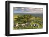 Hawthorn Trees on Dartmoor Moorland in Summer Time, Devon, England. July-Adam Burton-Framed Photographic Print