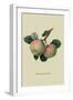 Hawthornden Apple-William Hooker-Framed Art Print