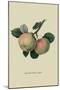 Hawthornden Apple-William Hooker-Mounted Art Print