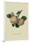 Hawthornden Apple-William Hooker-Framed Art Print