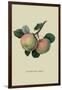 Hawthornden Apple-William Hooker-Framed Art Print