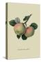 Hawthornden Apple-William Hooker-Stretched Canvas