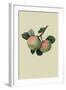 Hawthornden Apple-William Hooker-Framed Art Print