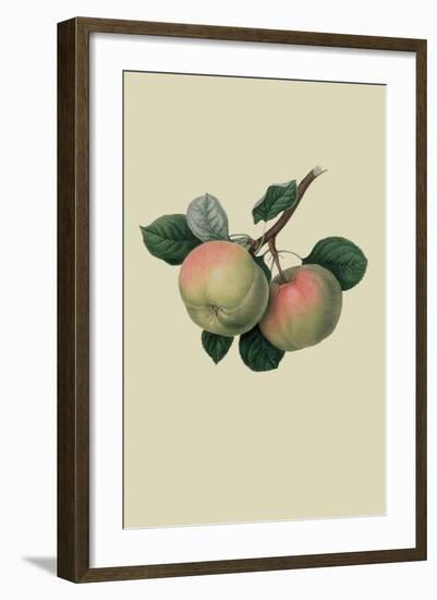 Hawthornden Apple-William Hooker-Framed Art Print