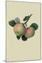 Hawthornden Apple-William Hooker-Mounted Art Print