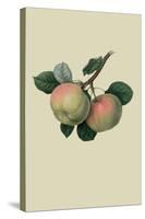 Hawthornden Apple-William Hooker-Stretched Canvas