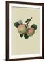 Hawthornden Apple-William Hooker-Framed Art Print