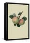 Hawthornden Apple-William Hooker-Framed Stretched Canvas
