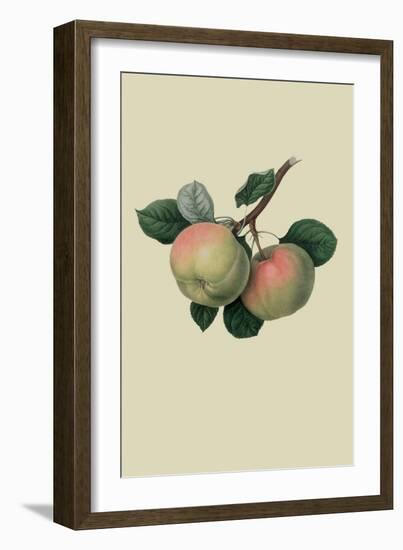 Hawthornden Apple-William Hooker-Framed Art Print