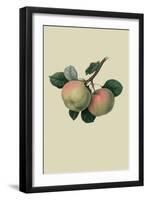 Hawthornden Apple-William Hooker-Framed Art Print