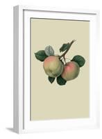 Hawthornden Apple-William Hooker-Framed Art Print