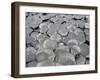 Haxagonal Basalt-Osiris123-Framed Photographic Print