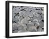 Haxagonal Basalt-Osiris123-Framed Photographic Print