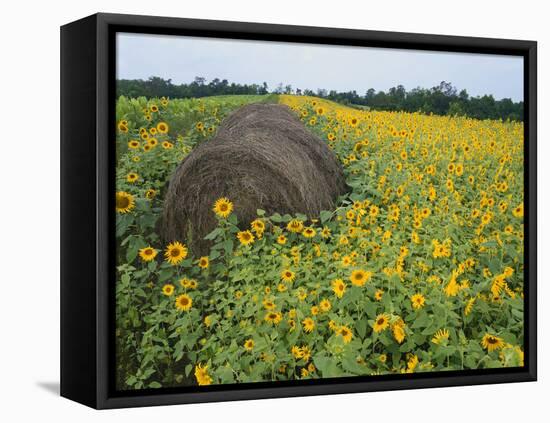 Hay Bale in Sunflowers Field, Bluegrass Region, Kentucky, USA-Adam Jones-Framed Stretched Canvas