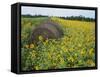Hay Bale in Sunflowers Field, Bluegrass Region, Kentucky, USA-Adam Jones-Framed Stretched Canvas