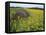 Hay Bale in Sunflowers Field, Bluegrass Region, Kentucky, USA-Adam Jones-Framed Stretched Canvas