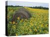 Hay Bale in Sunflowers Field, Bluegrass Region, Kentucky, USA-Adam Jones-Stretched Canvas