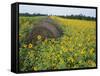 Hay Bale in Sunflowers Field, Bluegrass Region, Kentucky, USA-Adam Jones-Framed Stretched Canvas