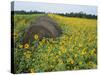 Hay Bale in Sunflowers Field, Bluegrass Region, Kentucky, USA-Adam Jones-Stretched Canvas