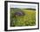 Hay Bale in Sunflowers Field, Bluegrass Region, Kentucky, USA-Adam Jones-Framed Photographic Print