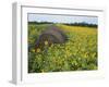 Hay Bale in Sunflowers Field, Bluegrass Region, Kentucky, USA-Adam Jones-Framed Photographic Print