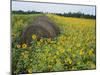 Hay Bale in Sunflowers Field, Bluegrass Region, Kentucky, USA-Adam Jones-Mounted Photographic Print