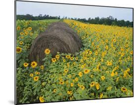 Hay Bale in Sunflowers Field, Bluegrass Region, Kentucky, USA-Adam Jones-Mounted Photographic Print