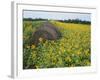 Hay Bale in Sunflowers Field, Bluegrass Region, Kentucky, USA-Adam Jones-Framed Photographic Print