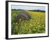 Hay Bale in Sunflowers Field, Bluegrass Region, Kentucky, USA-Adam Jones-Framed Photographic Print