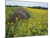 Hay Bale in Sunflowers Field, Bluegrass Region, Kentucky, USA-Adam Jones-Mounted Photographic Print