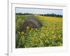 Hay Bale in Sunflowers Field, Bluegrass Region, Kentucky, USA-Adam Jones-Framed Photographic Print