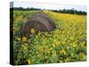 Hay Bale in Sunflowers Field, Bluegrass Region, Kentucky, Usa-Adam Jones-Stretched Canvas