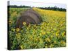 Hay Bale in Sunflowers Field, Bluegrass Region, Kentucky, Usa-Adam Jones-Stretched Canvas