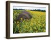 Hay Bale in Sunflowers Field, Bluegrass Region, Kentucky, Usa-Adam Jones-Framed Photographic Print