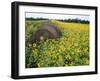 Hay Bale in Sunflowers Field, Bluegrass Region, Kentucky, Usa-Adam Jones-Framed Photographic Print