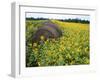 Hay Bale in Sunflowers Field, Bluegrass Region, Kentucky, Usa-Adam Jones-Framed Photographic Print