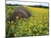 Hay Bale in Sunflowers Field, Bluegrass Region, Kentucky, Usa-Adam Jones-Mounted Photographic Print