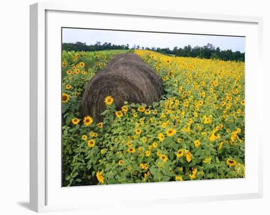 Hay Bale in Sunflowers Field, Bluegrass Region, Kentucky, Usa-Adam Jones-Framed Photographic Print