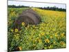 Hay Bale in Sunflowers Field, Bluegrass Region, Kentucky, Usa-Adam Jones-Mounted Photographic Print