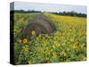 Hay Bale in Sunflowers Field, Bluegrass Region, Kentucky, USA-Adam Jones-Stretched Canvas