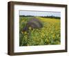 Hay Bale in Sunflowers Field, Bluegrass Region, Kentucky, USA-Adam Jones-Framed Photographic Print