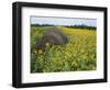 Hay Bale in Sunflowers Field, Bluegrass Region, Kentucky, USA-Adam Jones-Framed Photographic Print