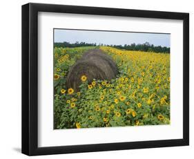 Hay Bale in Sunflowers Field, Bluegrass Region, Kentucky, USA-Adam Jones-Framed Photographic Print