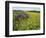 Hay Bale in Sunflowers Field, Bluegrass Region, Kentucky, USA-Adam Jones-Framed Photographic Print