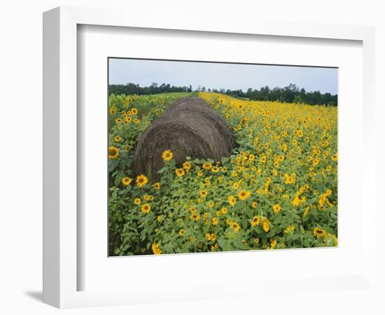 Hay Bale in Sunflowers Field, Bluegrass Region, Kentucky, USA-Adam Jones-Framed Photographic Print